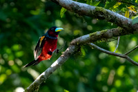 Black and Red Broadbill -1