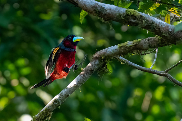 Black and Red Broadbill -1
