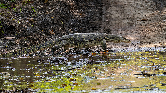 Asian Water Monitor -1