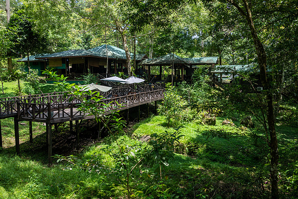Tabin Wildlife Lodge -3