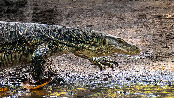 Asian Water Monitor -2