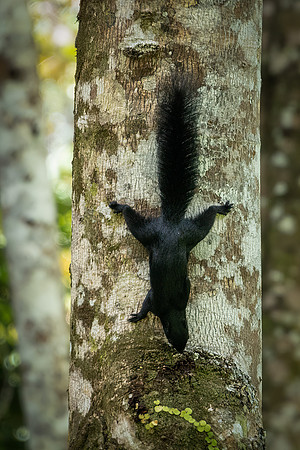 Prevost's Squirrel -1