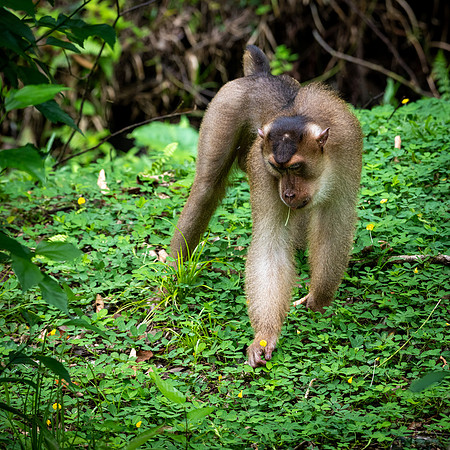 Macaque Eating Flowers