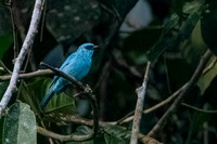 Verditer Flycatcher