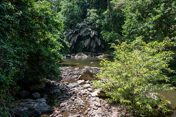 Tabin Wildlife Lodge -2