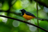 White-crowned Sharma -2