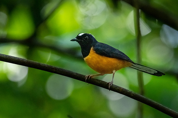 White-crowned Sharma -2