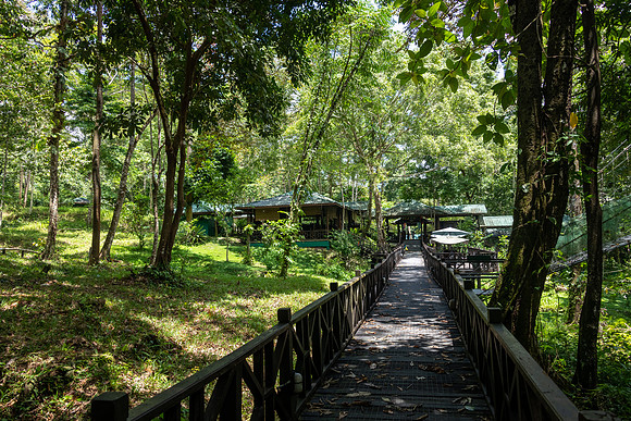 Tabin Wildlife Lodge -4