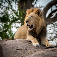 Male Lion on Rock