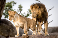 Lions About to Mate