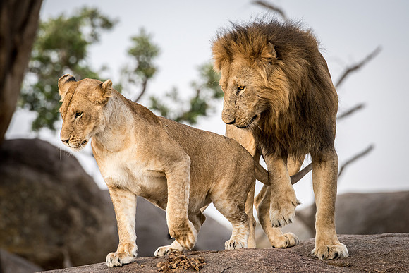 Lions About to Mate