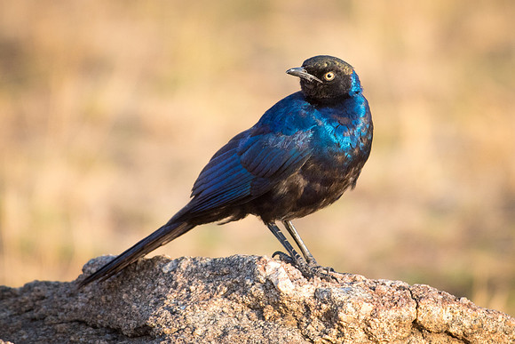 Rüppell's Starling