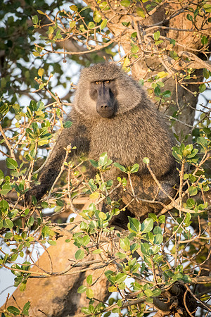 Baboon (m)