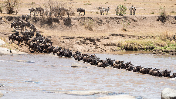 Wildebeest Crossing the Mara River Serengeti Side - 1