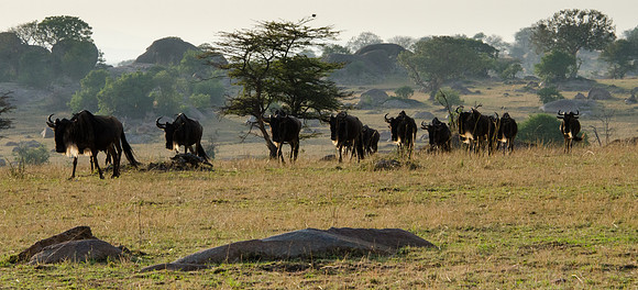 Serengeti Wildebeest with Sun through Manes