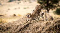 Cheetah Stretching