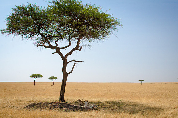 Cheetah under Acacia Tree