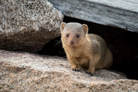 Rock Hyrax