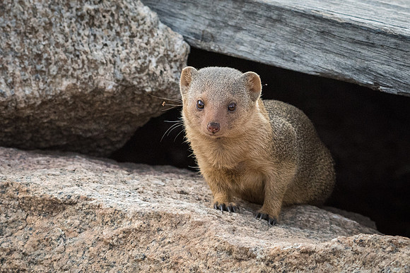 Rock Hyrax