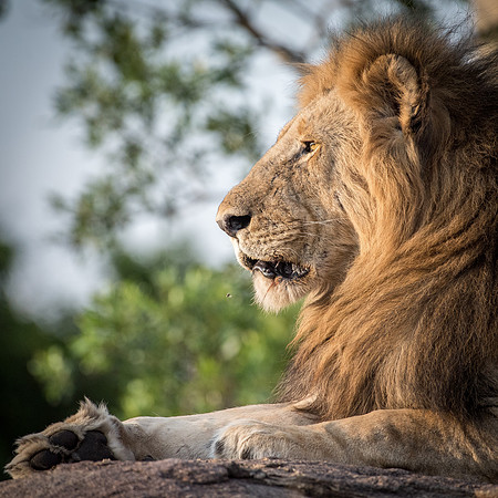 Lion Portrait