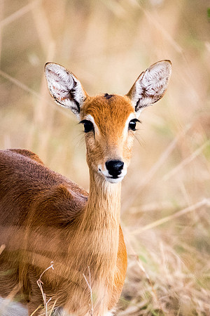 Reedbuck (f)