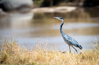 Black-headed Heron