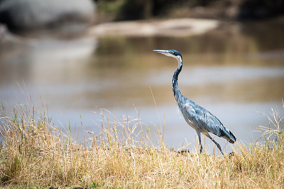 Black-headed Heron