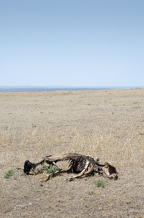 Wildebeest Carcass