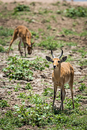 Reedbuck (m)