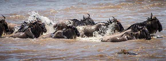 Wildebeest Crossing the Mara River Serengeti Side - 3