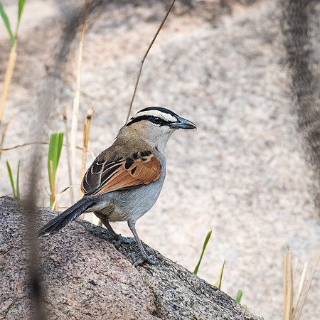Black Crowned Tchagra