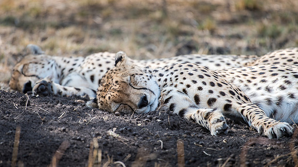 Cheetah Asleep