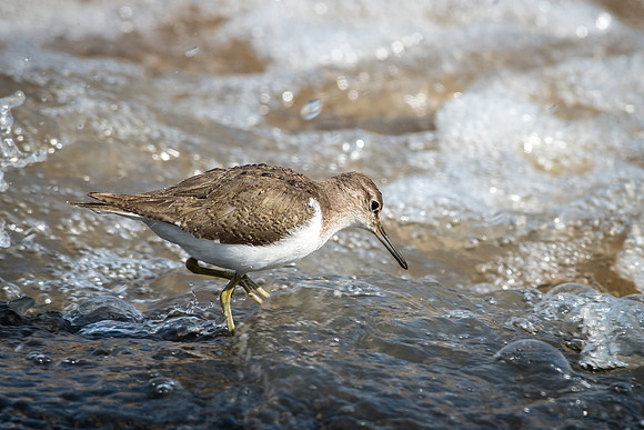 Common Sandpiper