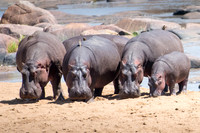 Hippo Family