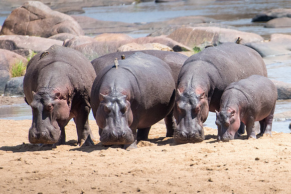 Hippo Family