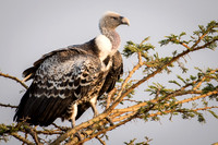 White Backed Vulture