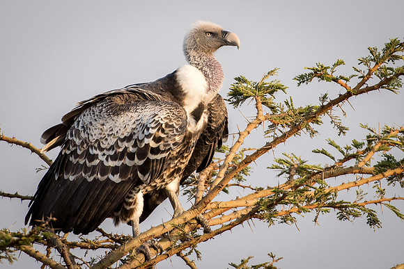 White Backed Vulture
