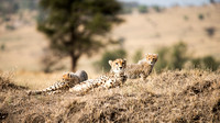 Cheetah Family