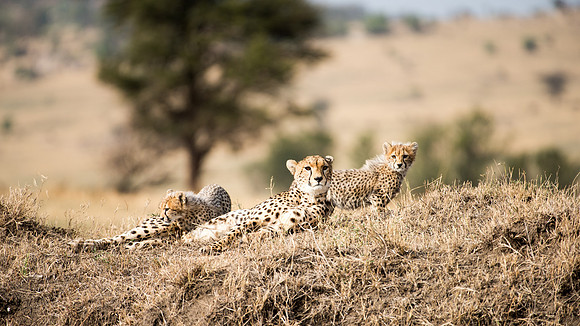 Cheetah Family