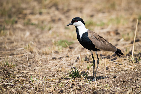 Spur-winged Plover