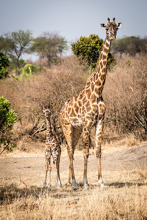 Masai Giraffe