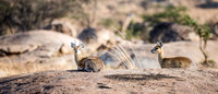 Klipspringer