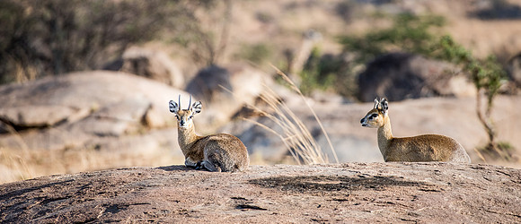 Klipspringer