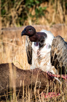 White Backed Vulture with Carcass