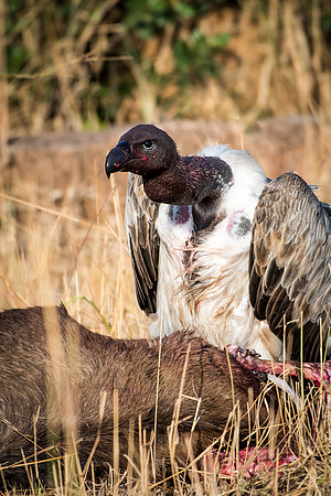 White Backed Vulture with Carcass