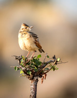 Rufous-naped Lark