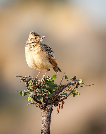 Rufous-naped Lark