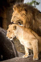Lions Mating