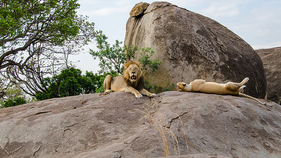 Lion and Lioness on Rock