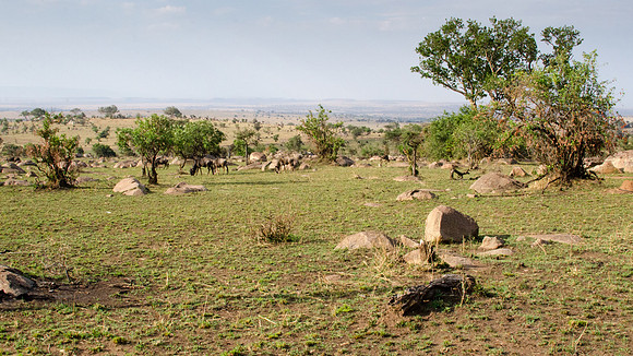 Sernegeti View  -2
